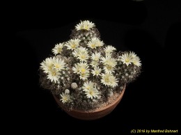 Turbinicarpus pseudomacrochele v. krainzianus 619